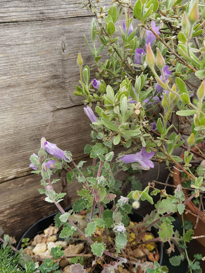 Campanula topaliana 7